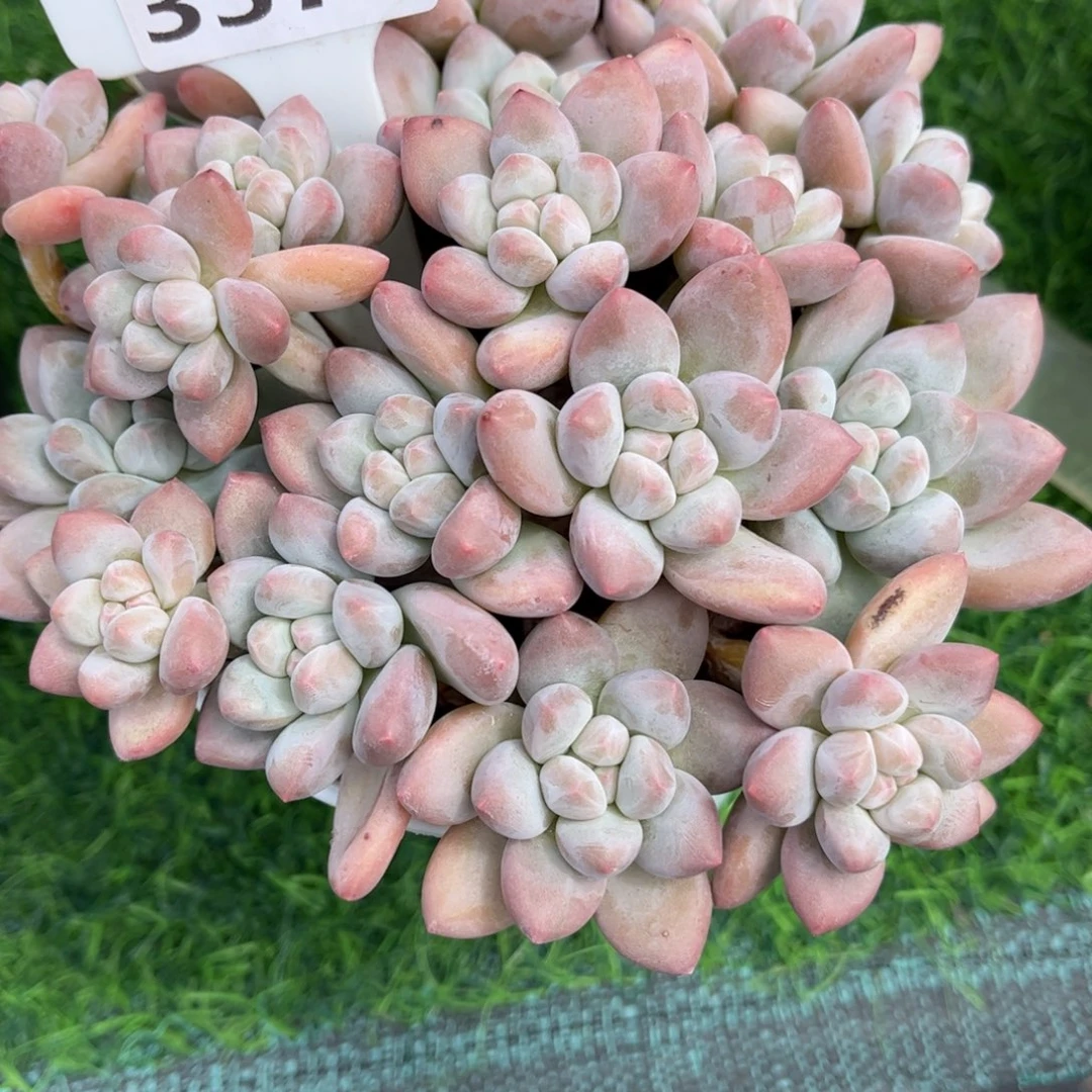 王***开多肉植物3374 一定要拍冷链哦