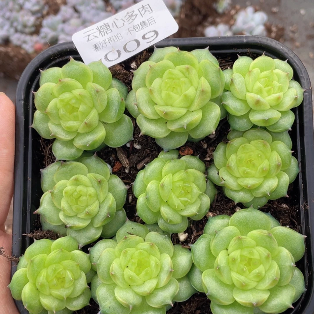 云糖心多肉植物009