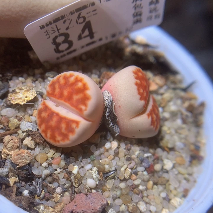 精品生石花26.84