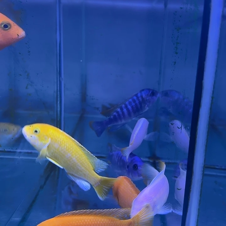 Y***磊慈鲷鱼325号共8条1111111