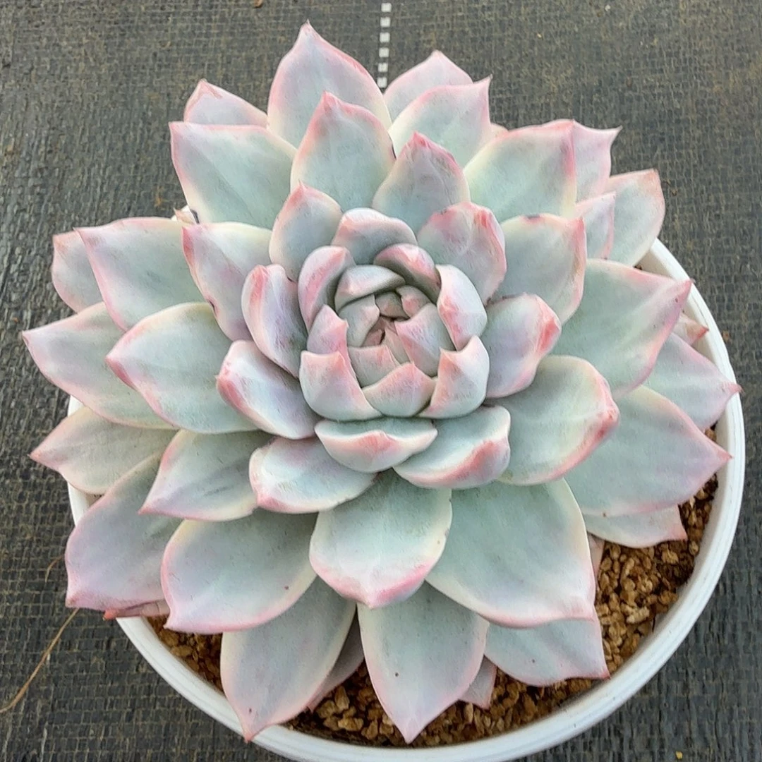 粉蓝鸟锦锦上园艺一物一拍