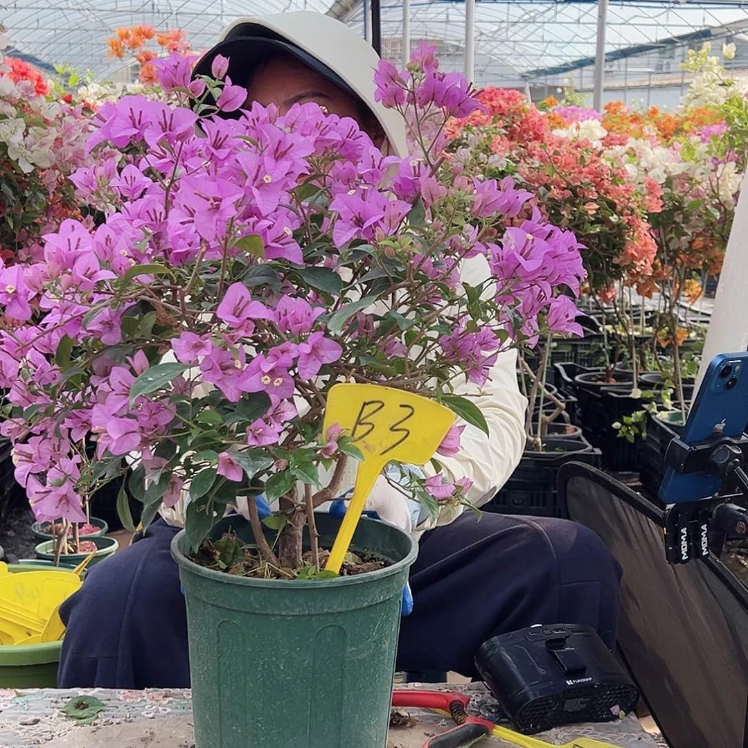 梦***蝶大部分花苞少量开放B3巴西紫