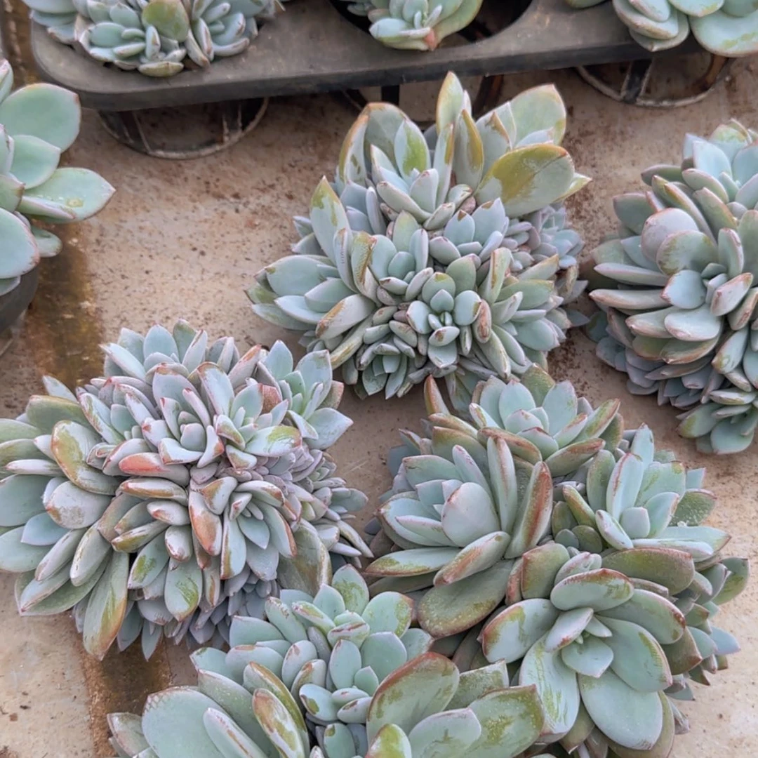 【闪购商品】十五头奶茶