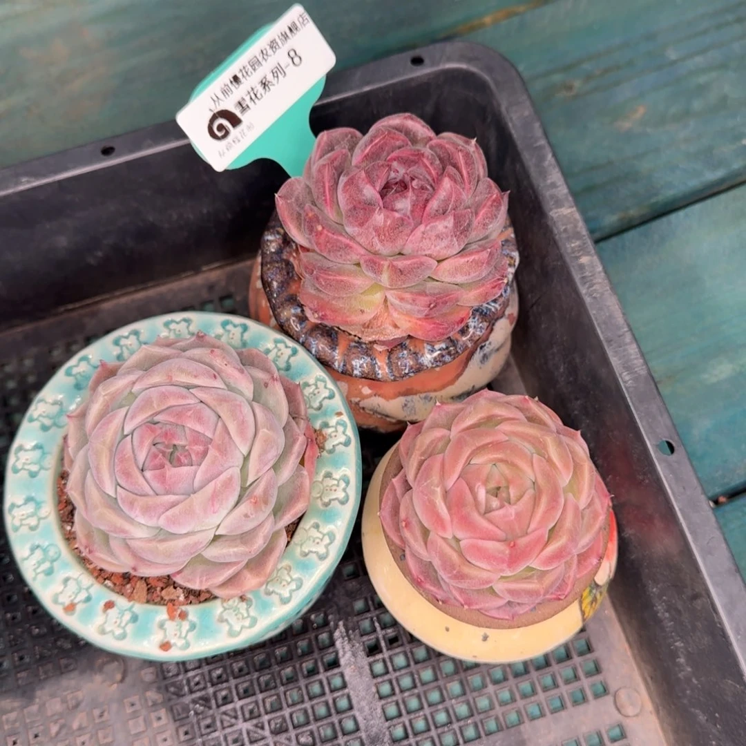 从前慢雪花多肉8