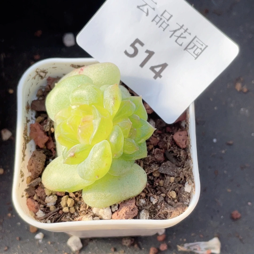 514号糖心冰心珍妮 朗月