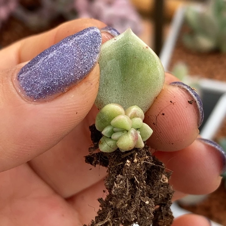 璀璨锦多肉植物多肉