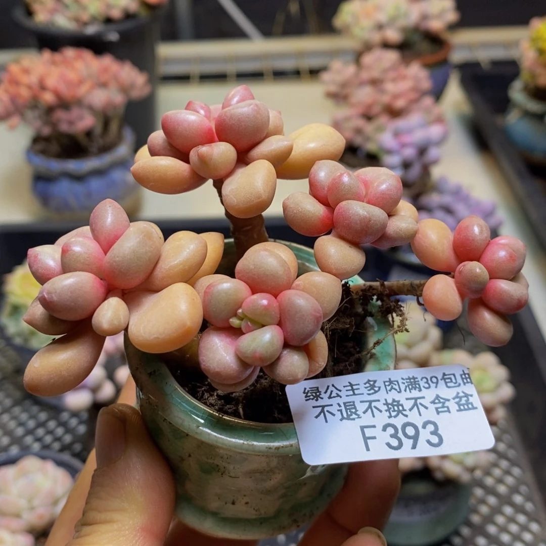 393 先锋派8 厘米