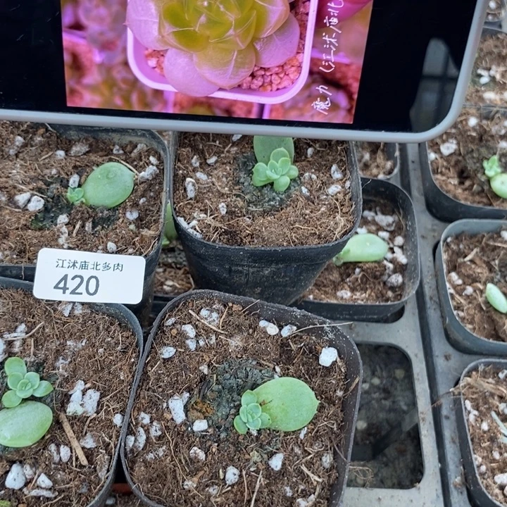 标420魔力一个量拍