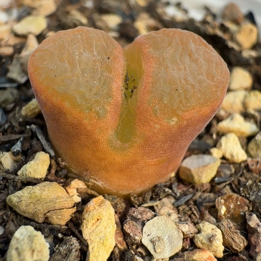 195流水看图看哦WTT哦