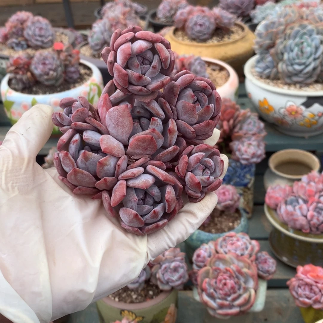 无花朵哈哈哈哈哈哈哈哈哈62