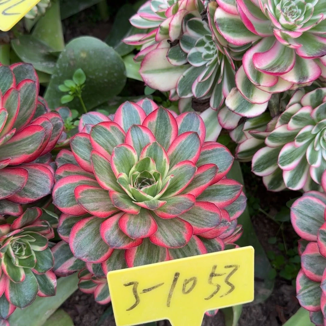 3-1053+-+的多头多肉