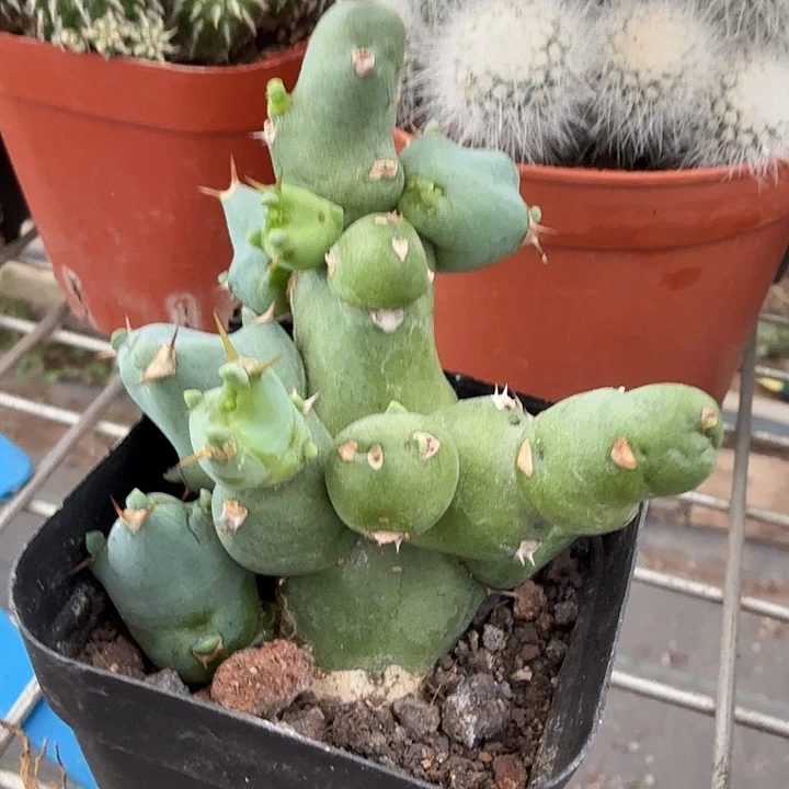 丘汐大戟单5仙人球