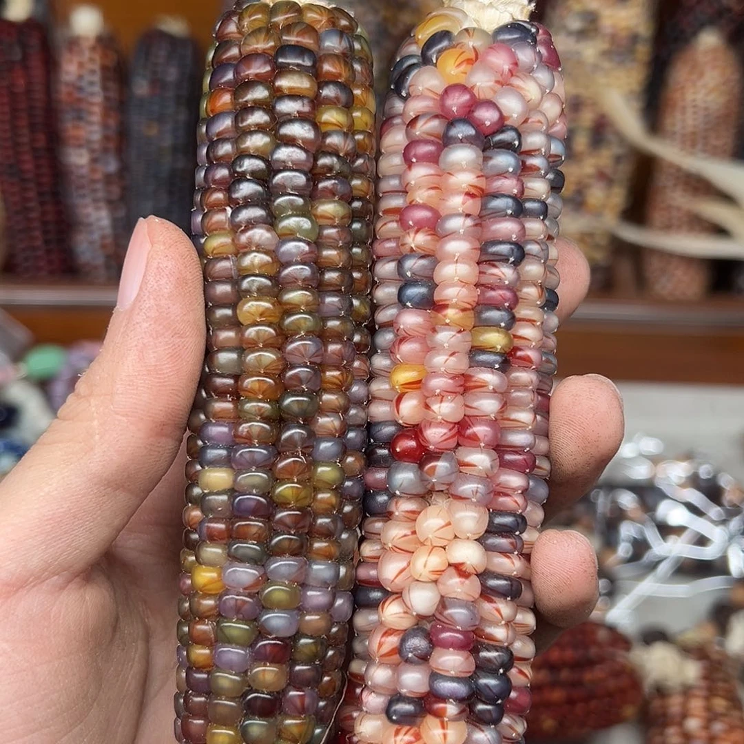 Ð****文玩玉米毛料精品