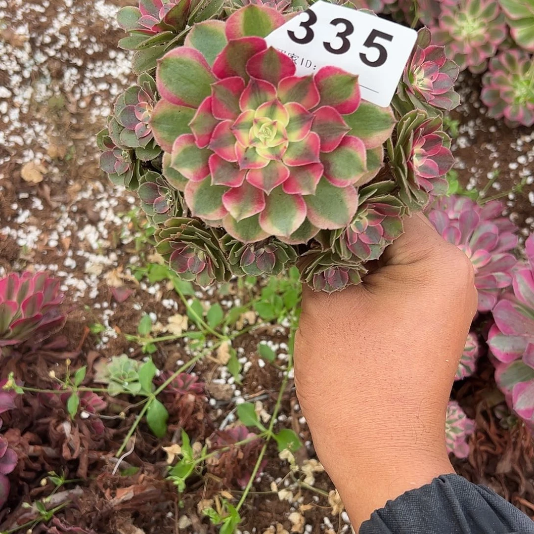精品多肉植物335荔枝