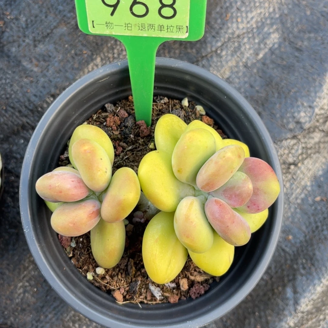 平***生云尘多肉一物一拍968，