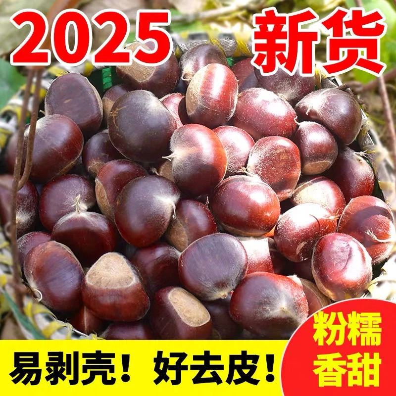 [好剥皮]云南楚雄2025年新鲜板栗生板栗毛栗子包邮新鲜