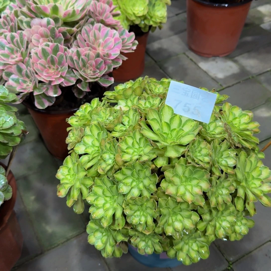 梦***爸多肉植物755韶华法师