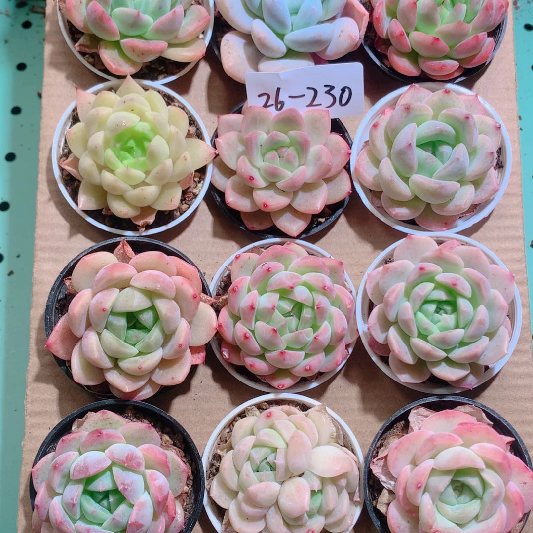 26-230一物一拍带盆18颗