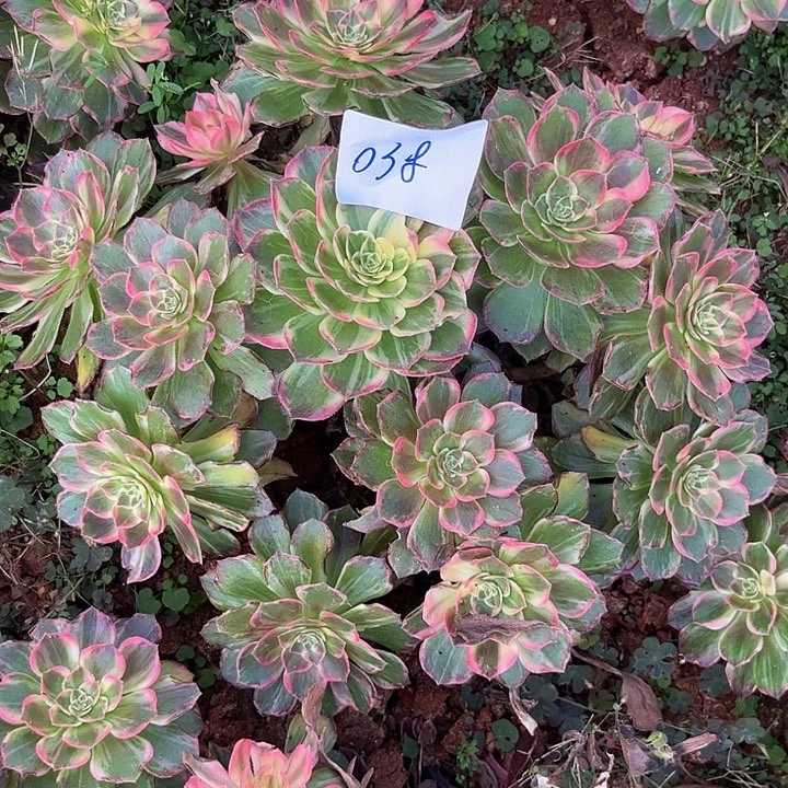 用***0038万花筒朵朵发发发