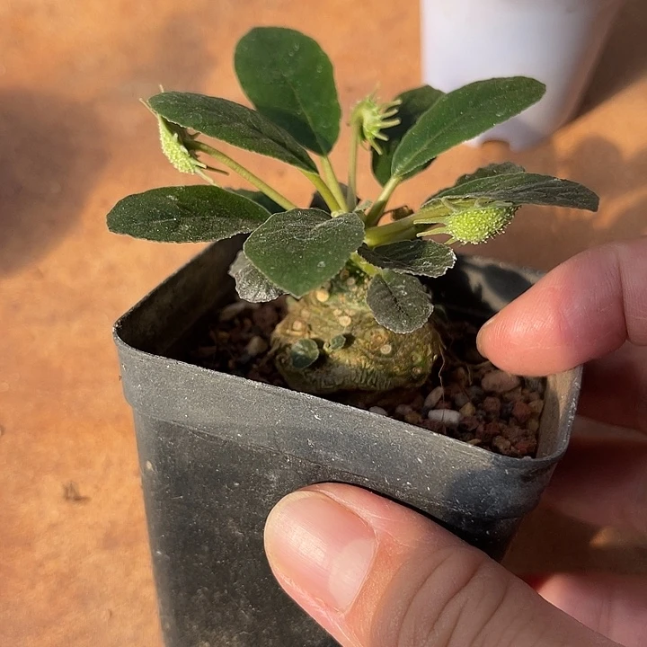 无花朵实生琉桑块根一物一拍