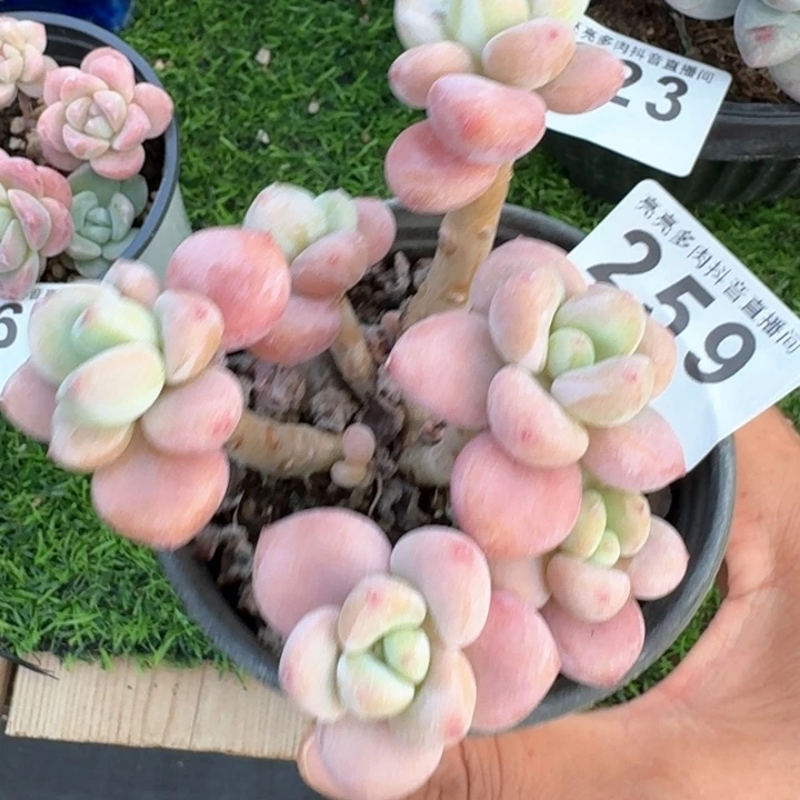 福利            多肉植物