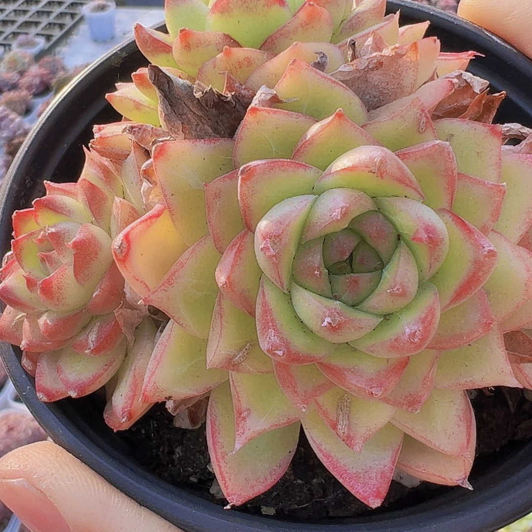 边线女王麦秆19包邮多肉植物