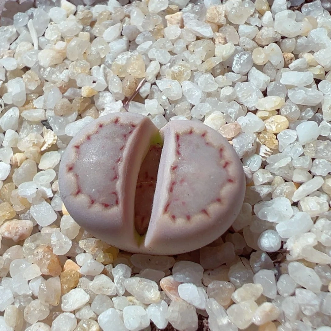 布****4214-778多肉多肉