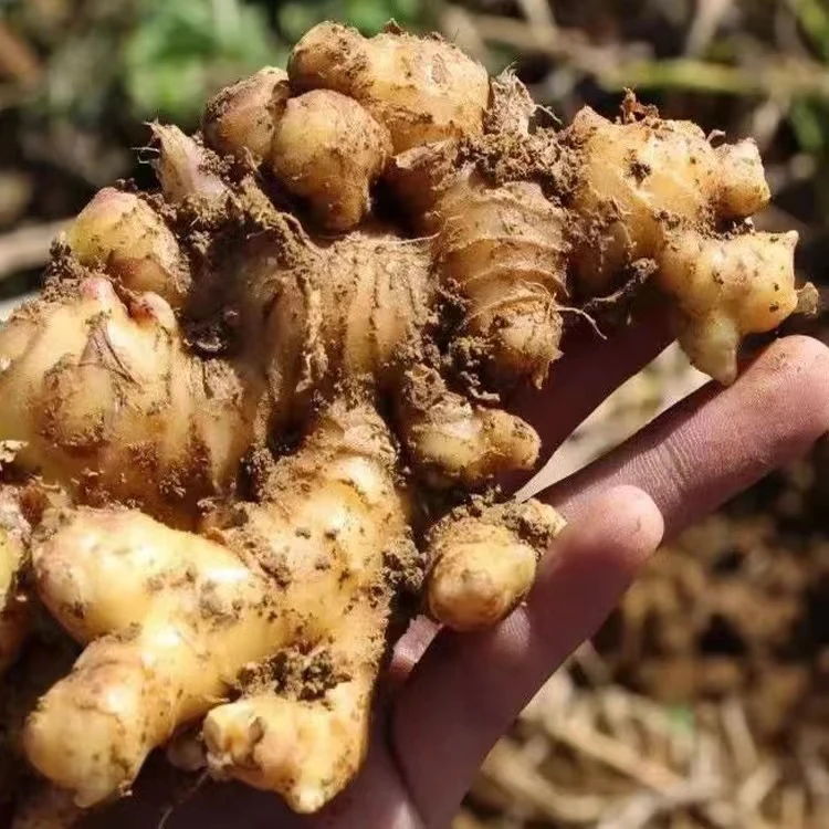 【腾缅农品臻选】老品种姜山青姜山货直播