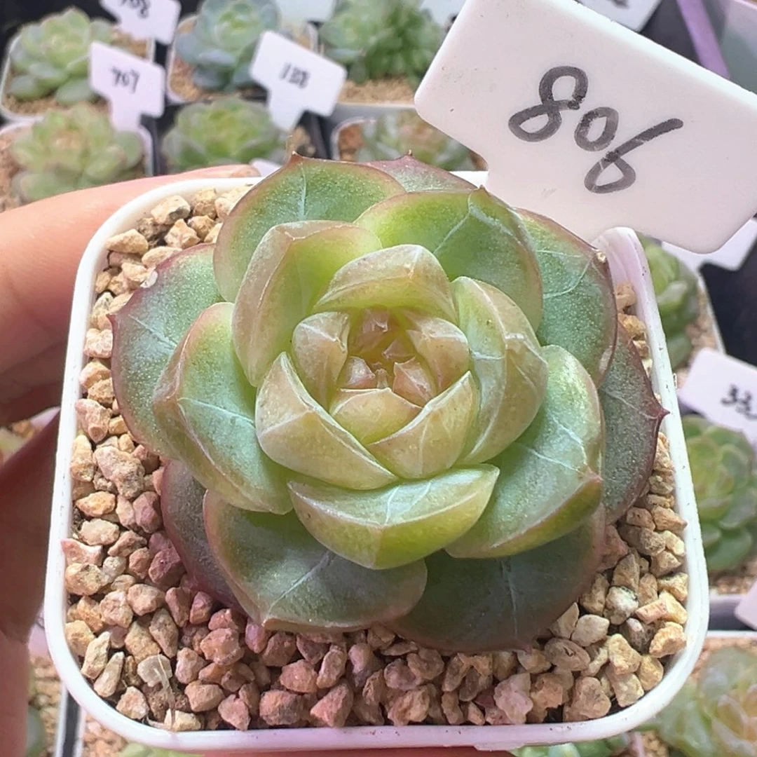 806号心弦 晗雨多肉