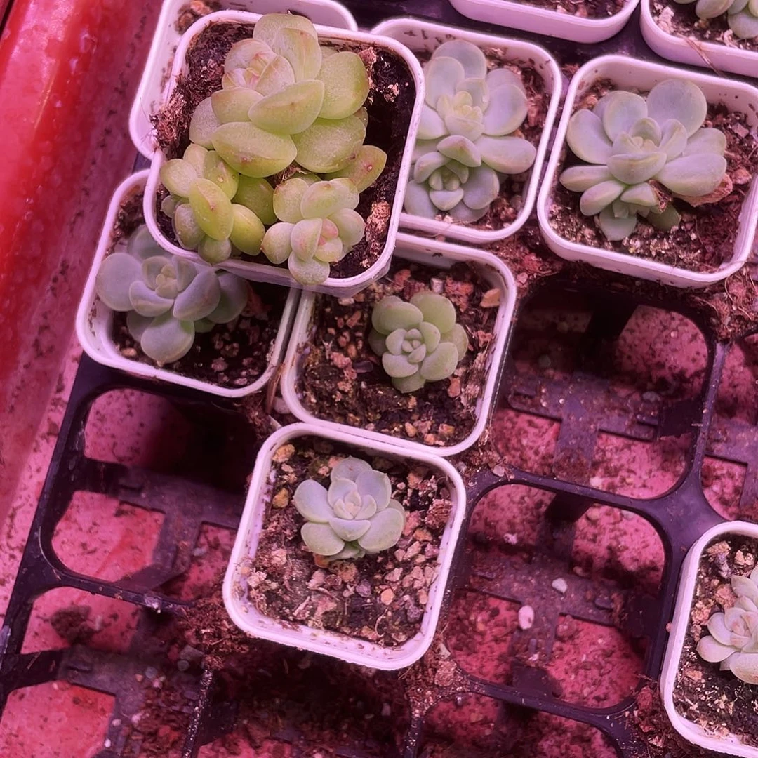 154 中苗盆一个满25包邮