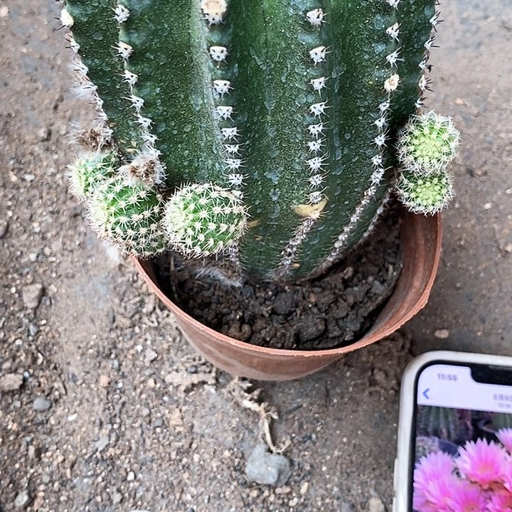 粉金刚仙人球357889