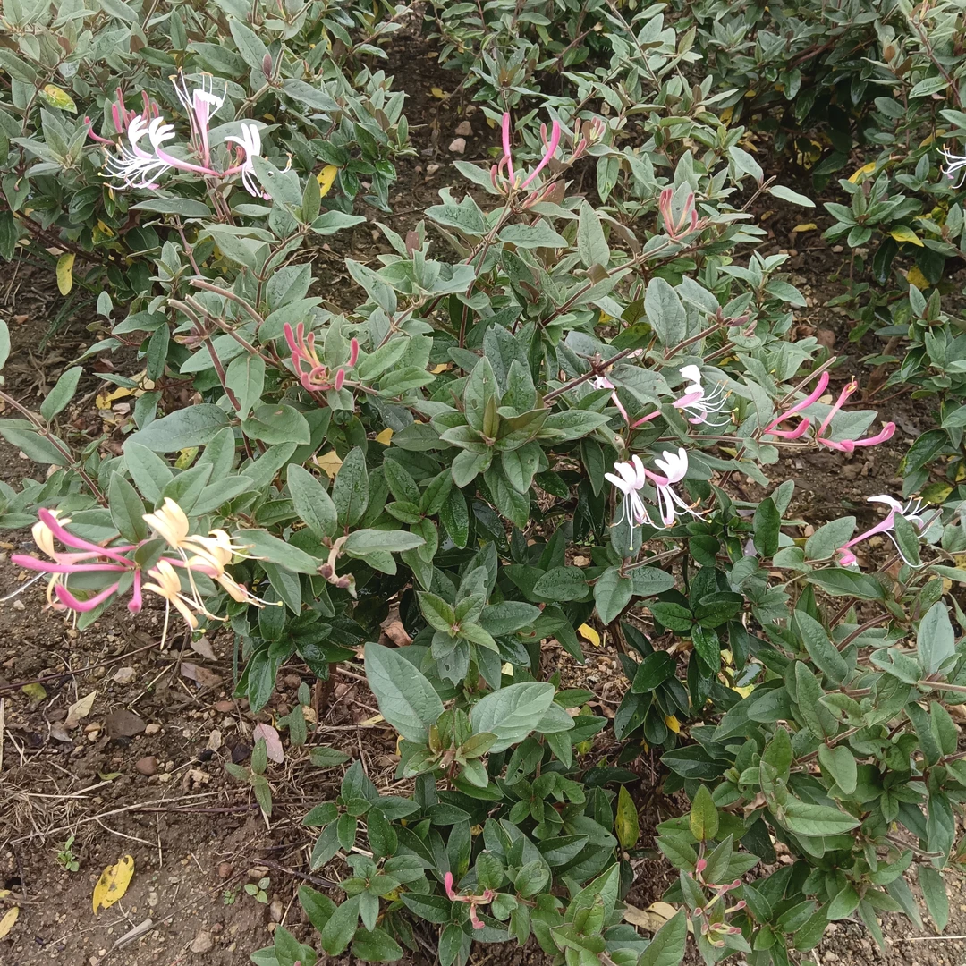 单层大冠幅精品金银花（新疆西藏勿拍内蒙古海南运输时间过长慎拍）