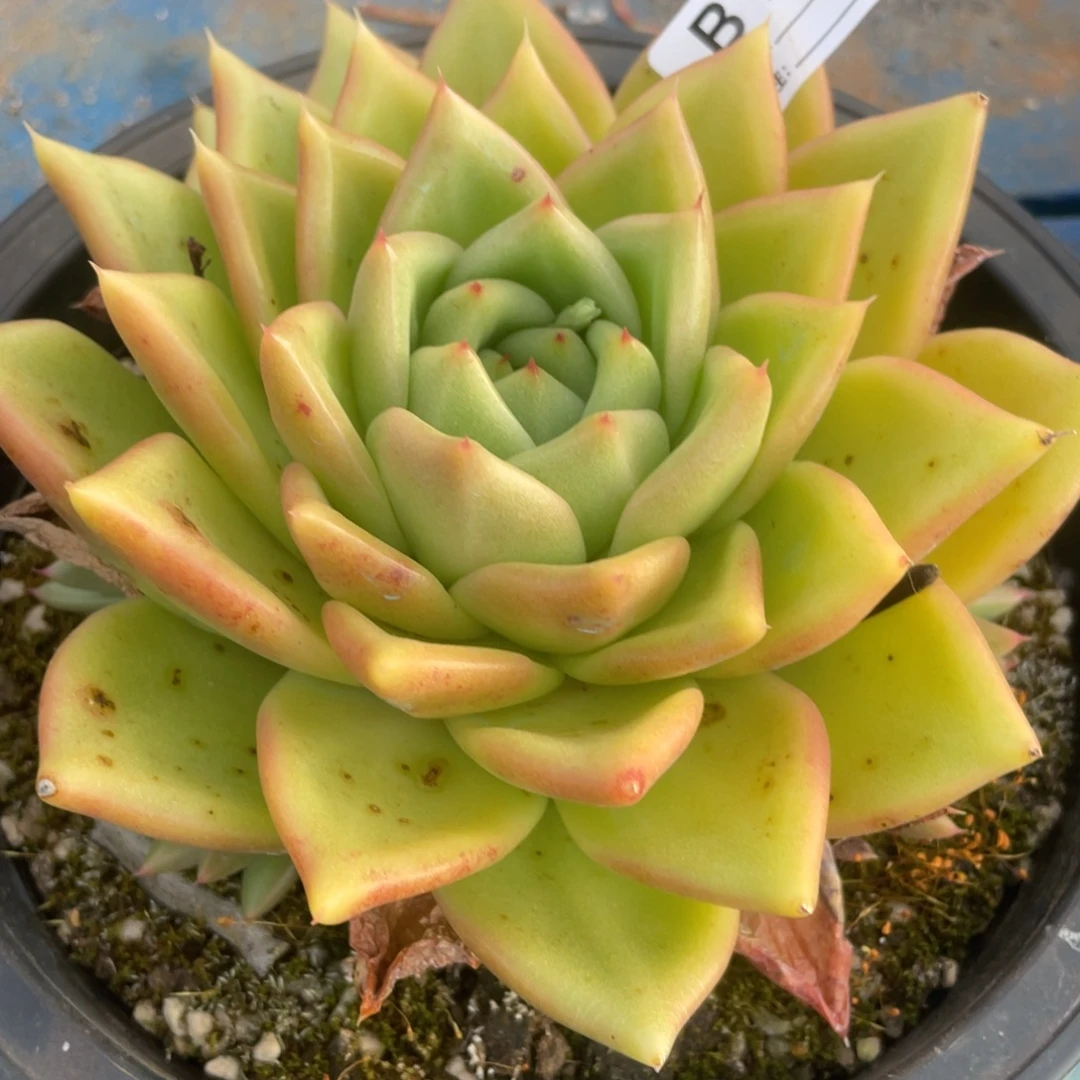 婉***无花朵若如东云单拍B169