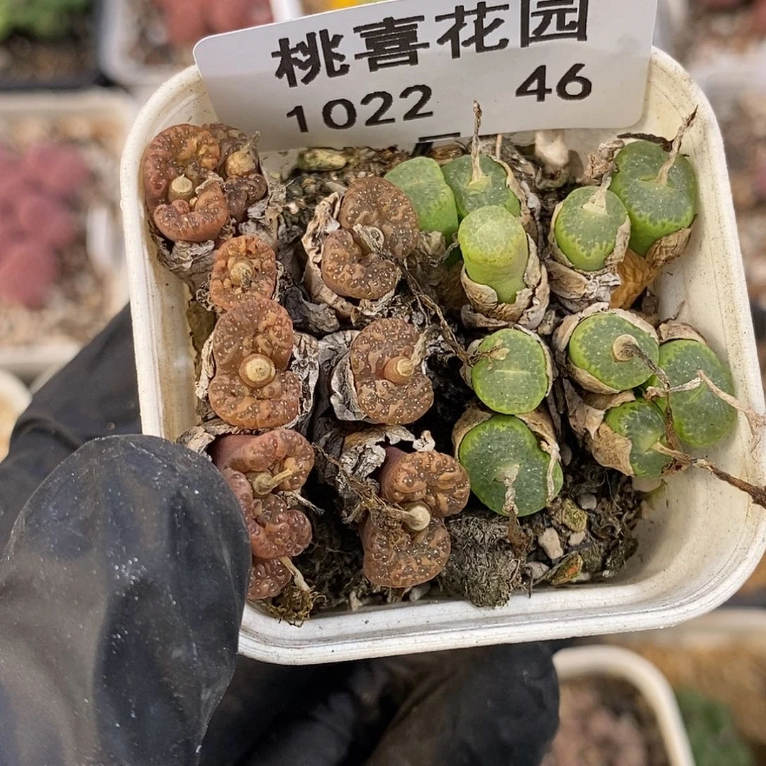 1022-46-组合福利。