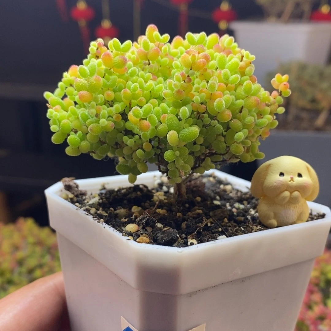 西*。133后蜜橘糖球枝干多肉