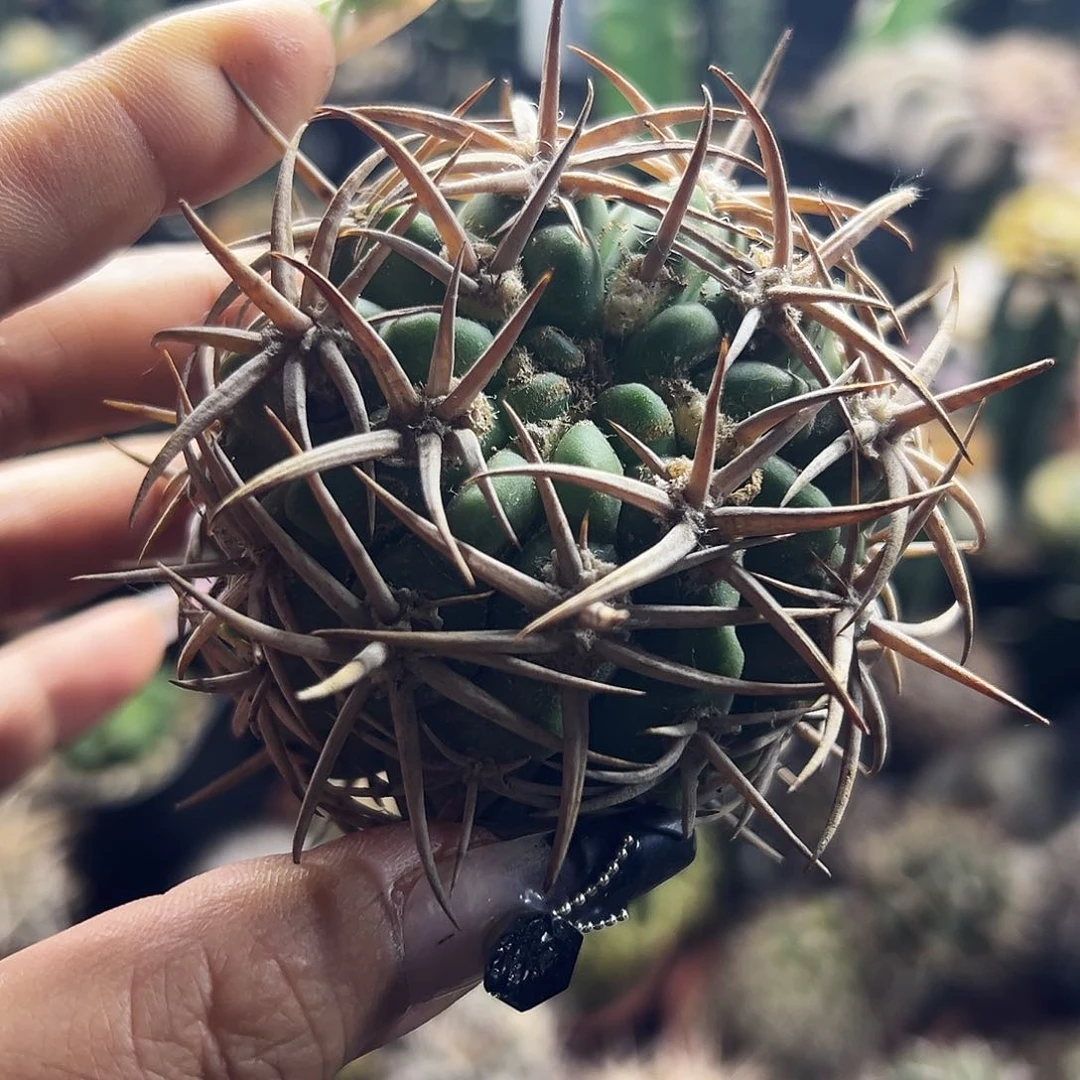 碧岩有根仙人球111111