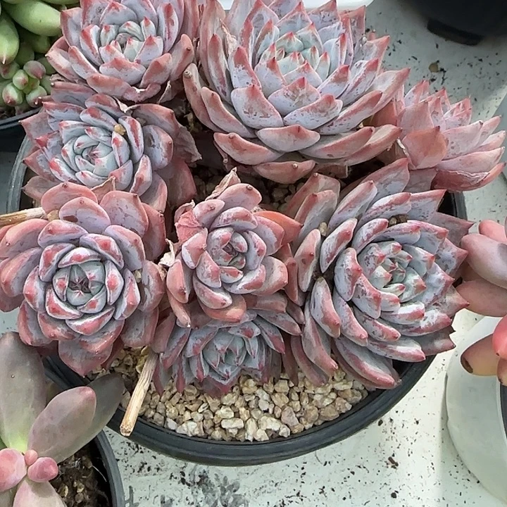 青蛙王子儿童牙膏套装11