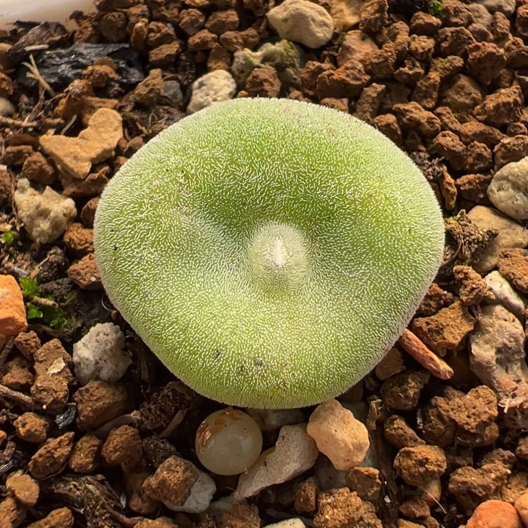 毛饼多肉植物盆栽花卉