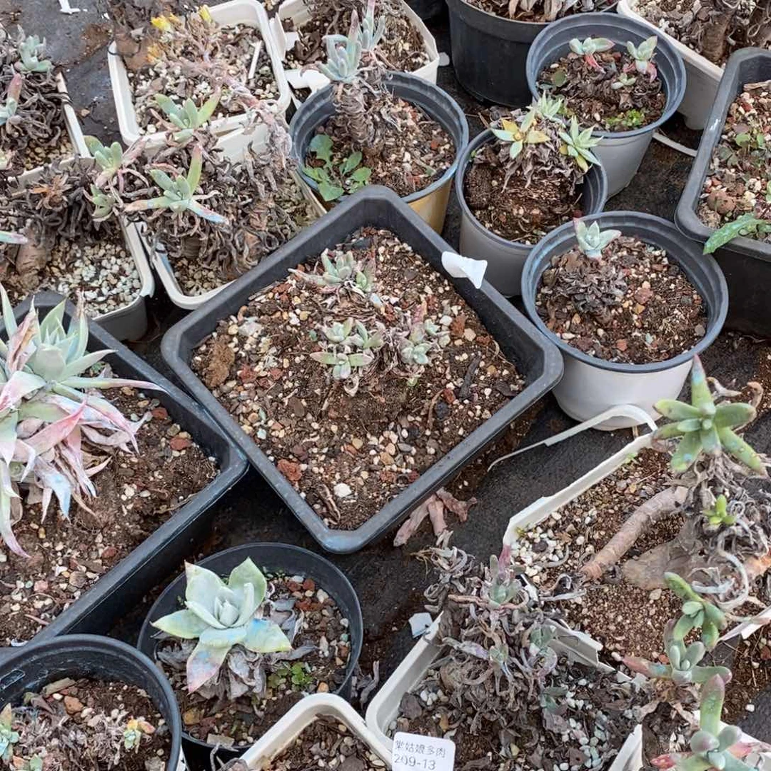 13号法姆小可爱瑕疵一颗