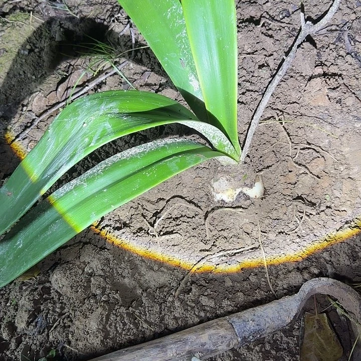 混球6.5厘米可寄养