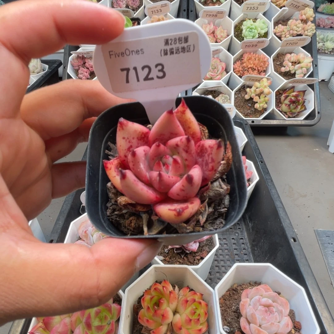7123血色罗密欧4.0厘米