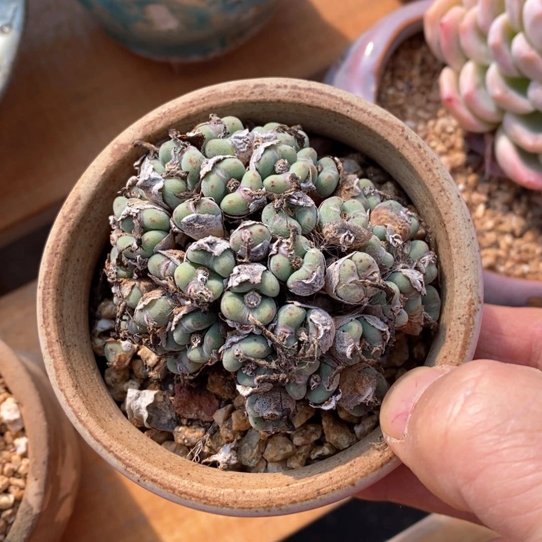 精品多肉一物一拍不包整97