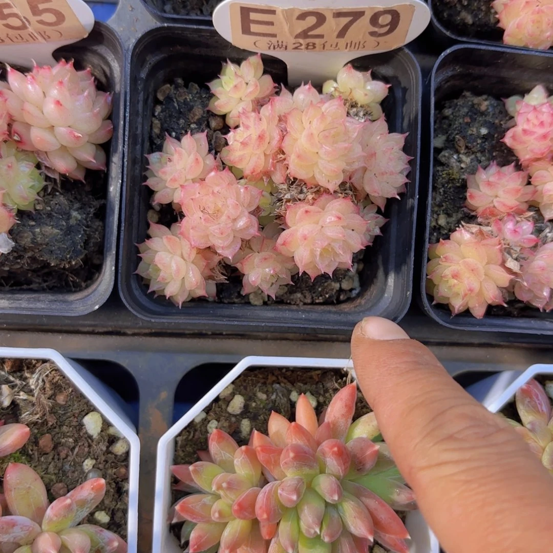 E279樱花一物一拍