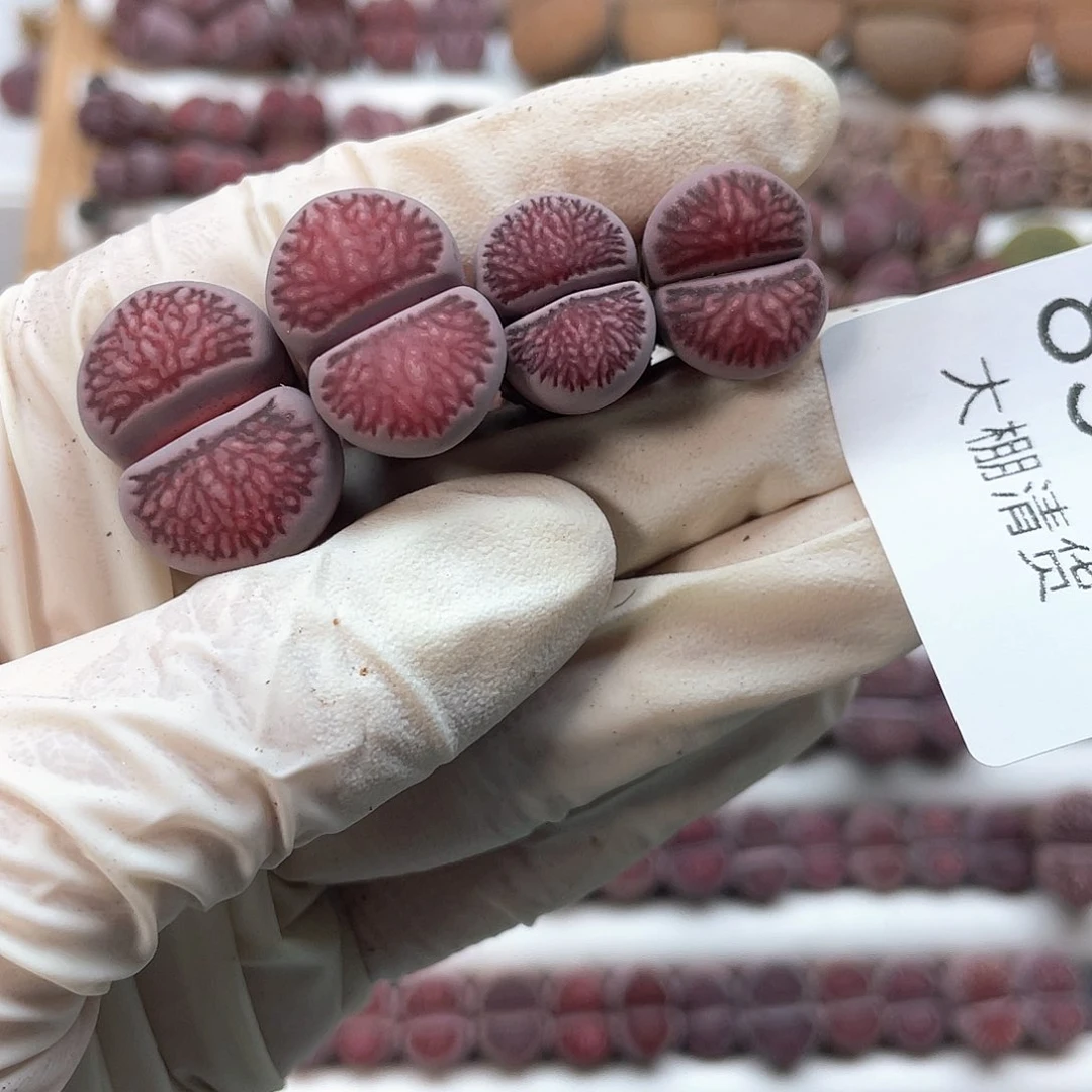 一***糕8516大棚清仓甩卖了