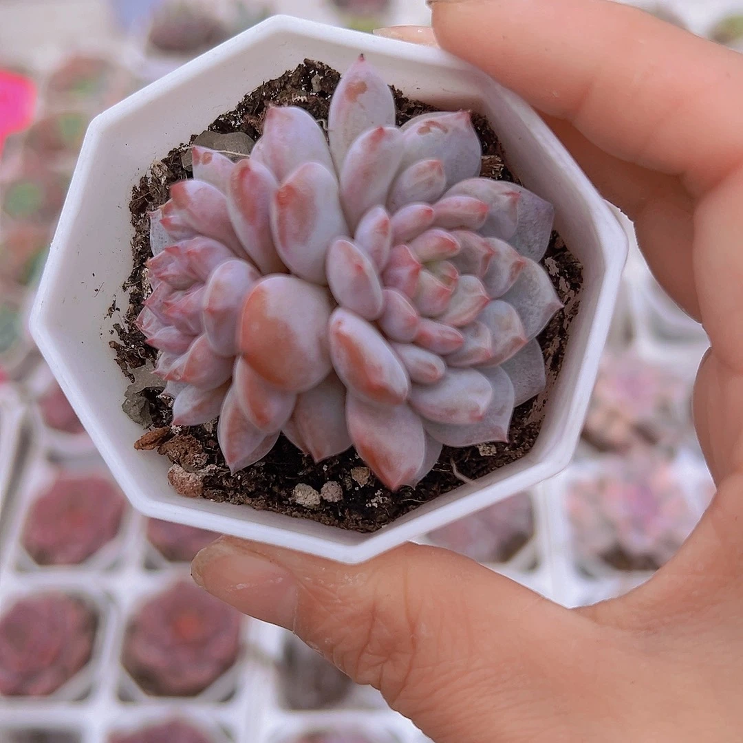 星星称双头19包邮多肉