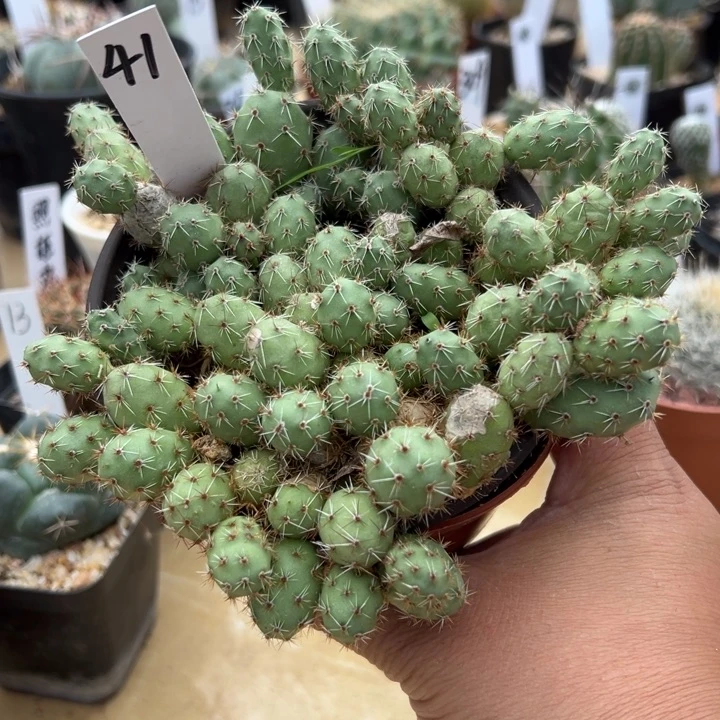 41号金玲团扇群生会掉侧芽