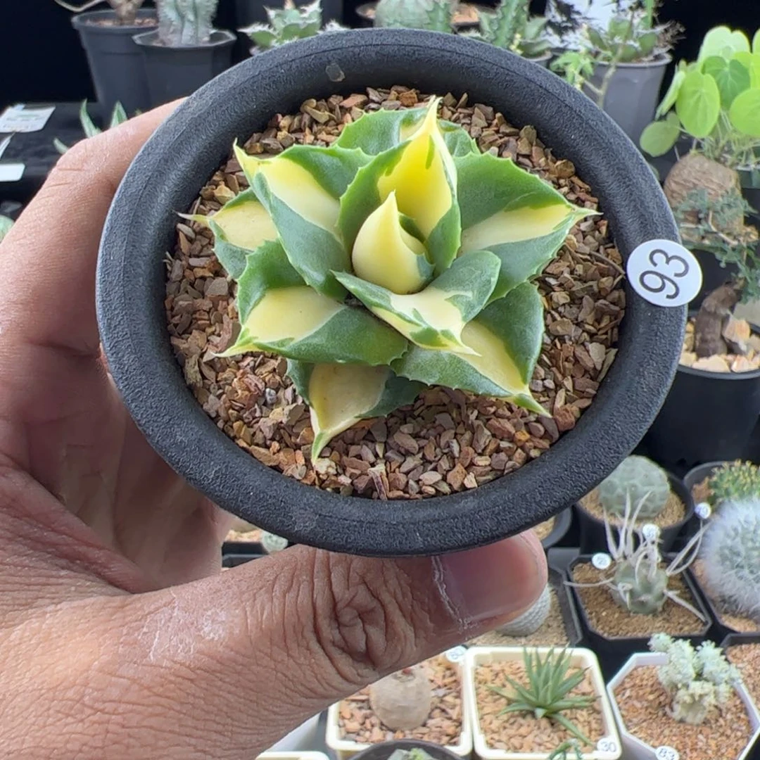 黄中斑龙舌兰一物一拍默认脱土发
