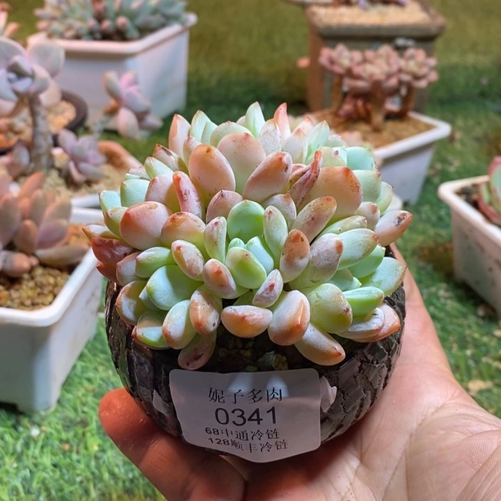 0341啊啊啊啊啊啊啊啊啊啊啊
