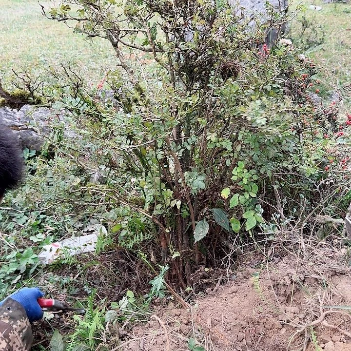 顺***马完全开放刺梨一颗