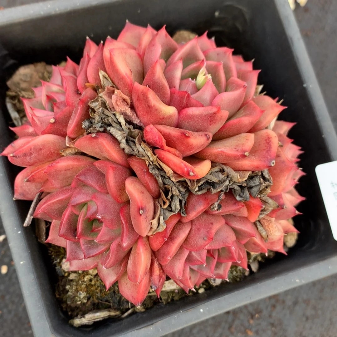 5236杂交精品基地11厘米